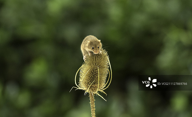 田鼠系列图片素材