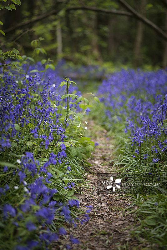 蓝色风铃木林地浅景深风景照图片素材