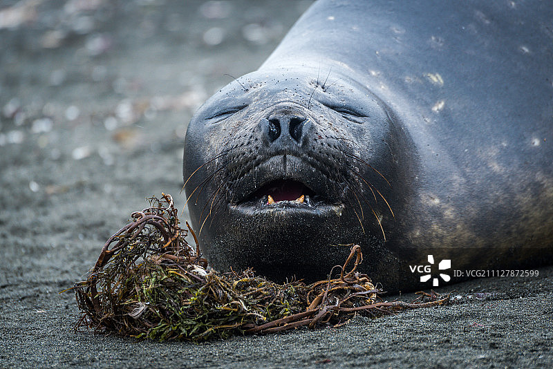 海滩上打呵欠的海象特写图片素材