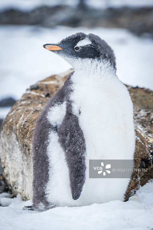 巴布亚企鹅在雪地上转头图片素材