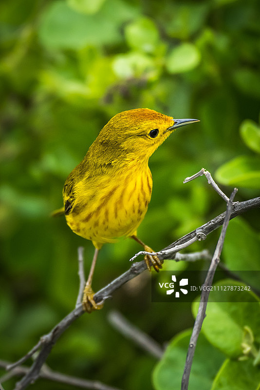 森林中栖息在树枝上的黄莺图片素材