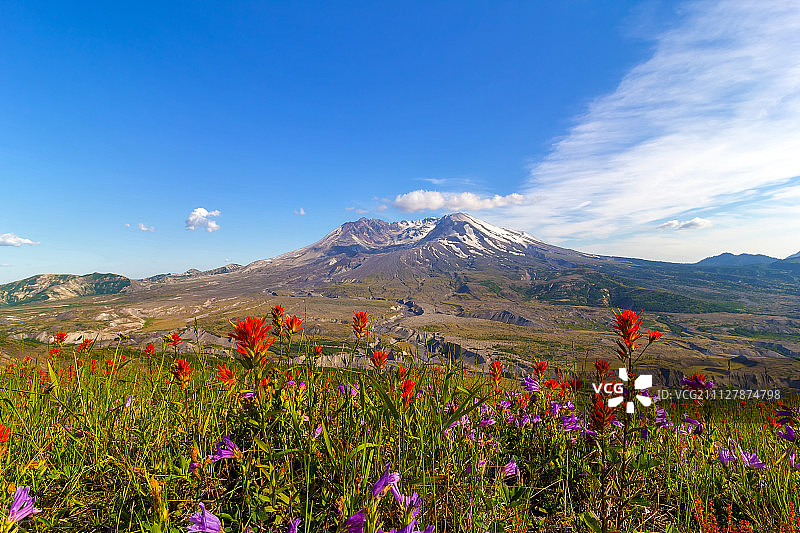 圣海伦火山的野花图片素材