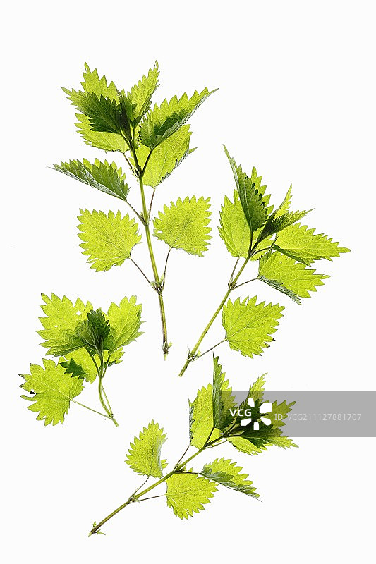 新鲜荨麻叶图片素材