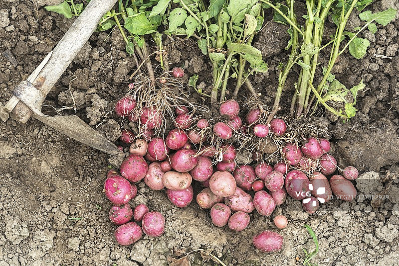 田地里的新鲜有机小红土豆图片素材