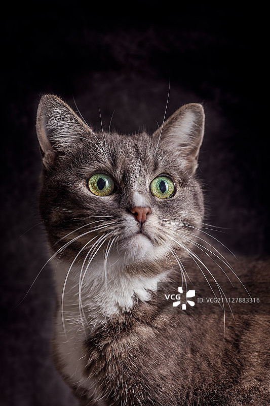 穿靴子的猫造型图片素材