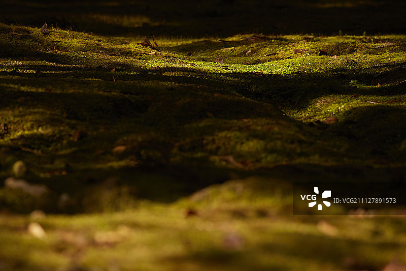 苔藓覆盖的自然环境图片素材