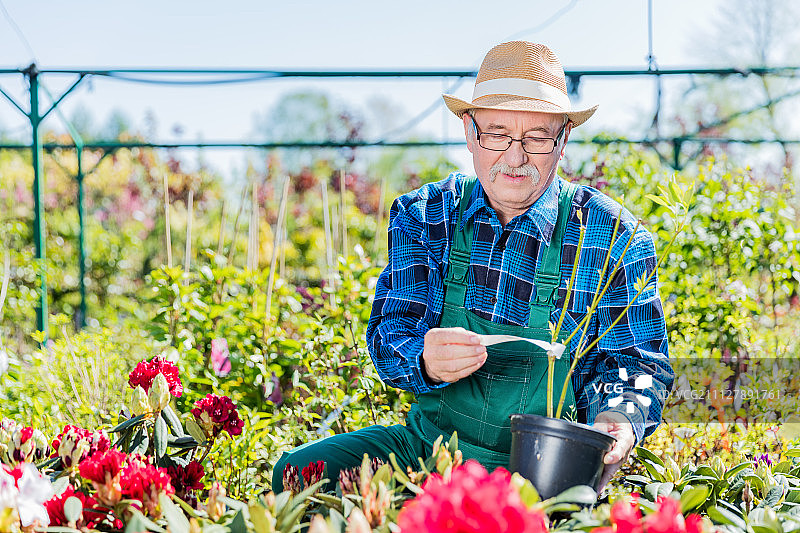 挑选树木的年长园丁图片素材