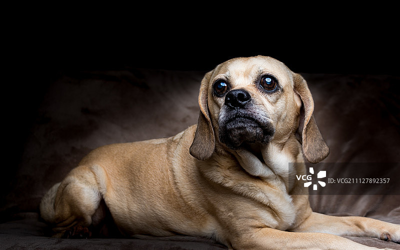 巴哥犬之爱图片素材