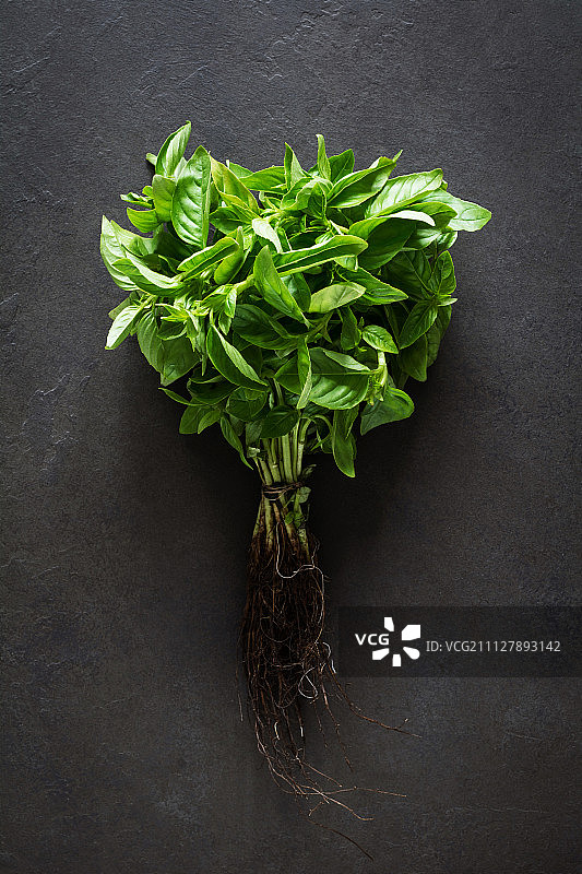 罗勒叶图片素材