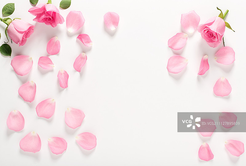 玫瑰花和叶子俯视图图片素材