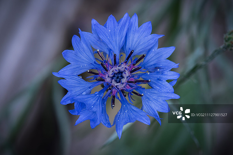 美丽的小矢车菊图片素材