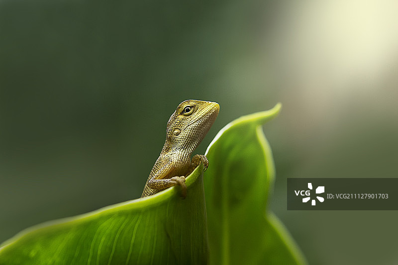 蜥蜴图片素材