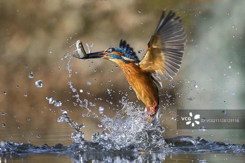抓住！！！图片素材