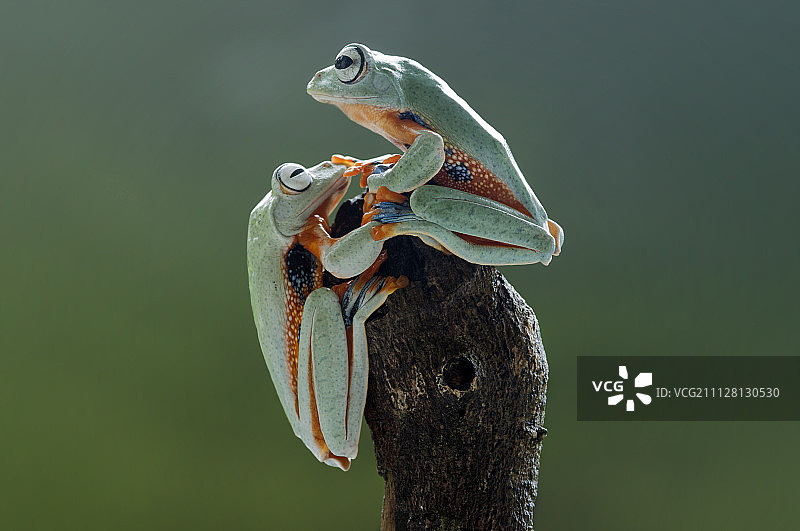 飞蛙，青蛙，你好，树叶上的青蛙，青蛙们在一起图片素材