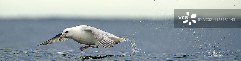 海燕起飞图片素材
