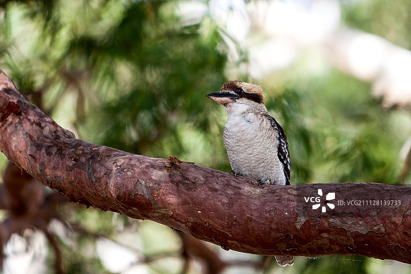 树上的笑翠鸟图片素材