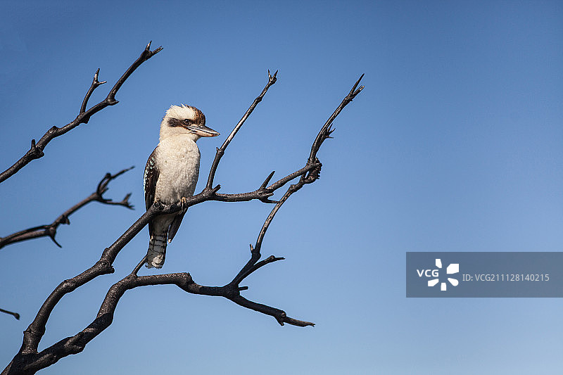 蓝天下的笑翠鸟图片素材