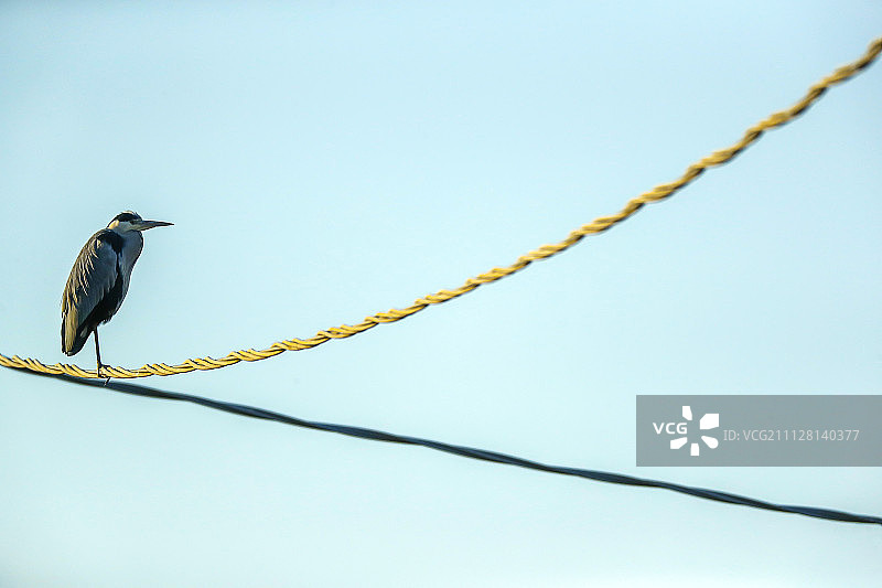 电缆上的苍鹭图片素材