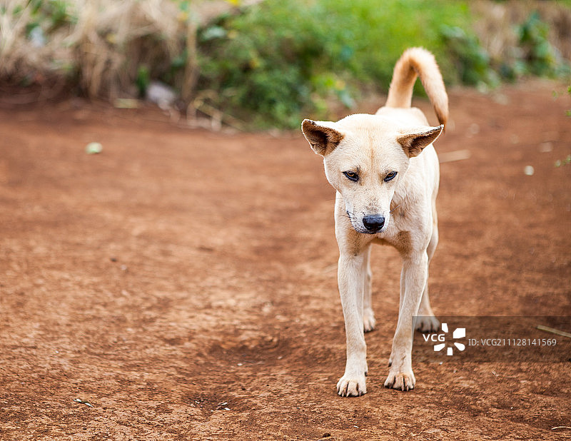 野杂犬肖像图片素材