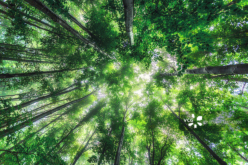 清晨阳光照耀下雾蒙蒙的春季森林图片素材