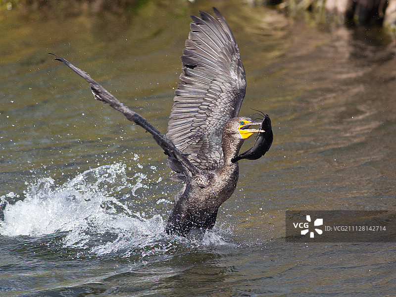 Double-crested鸬鹚图片素材