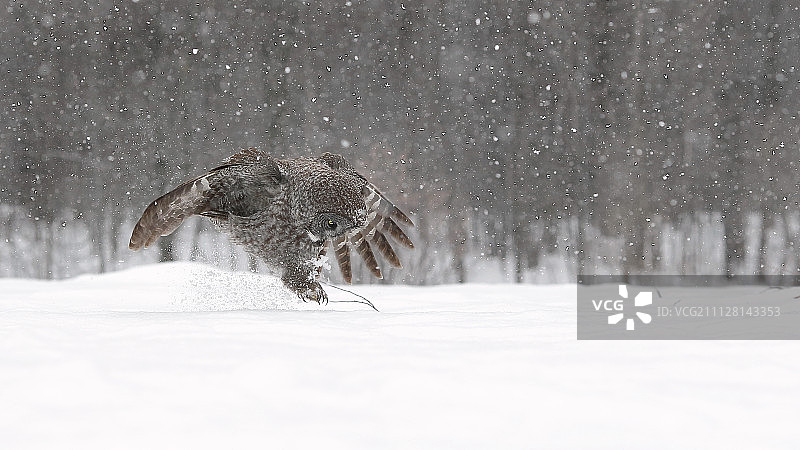 炒羊肉图片素材