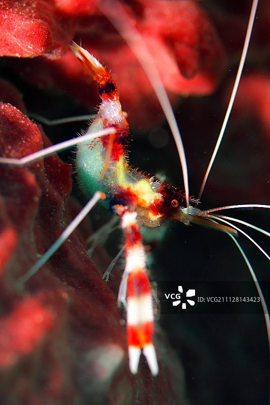 带卵的条纹虾图片素材