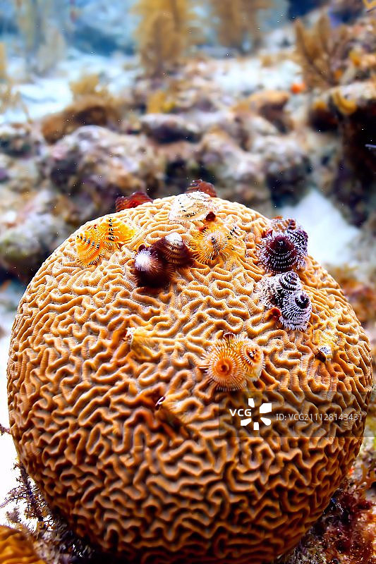 圣诞节构思图片素材