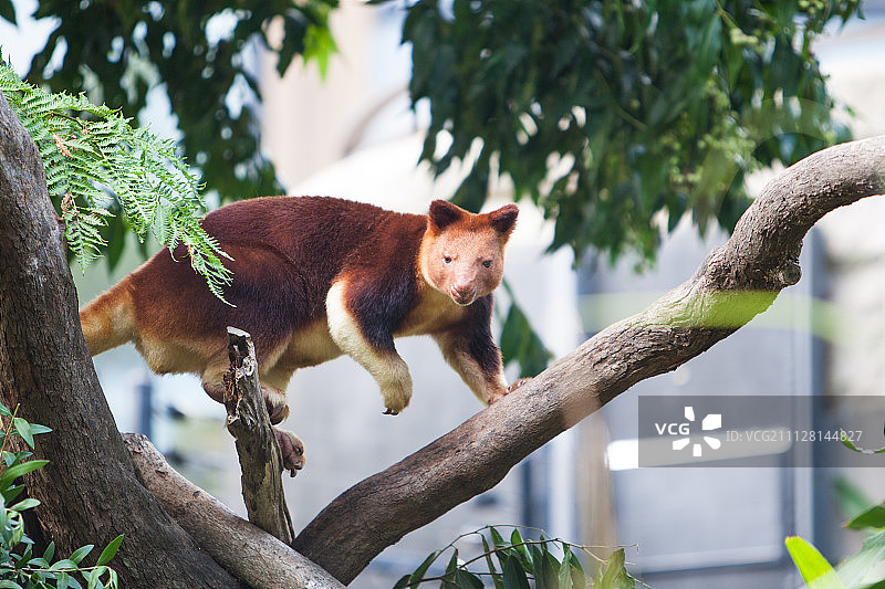 树袋鼠图片素材