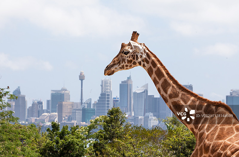 城市里的长颈鹿图片素材