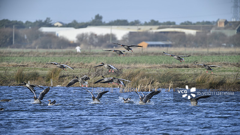 晴朗冬日天空中的大群灰雁图片素材