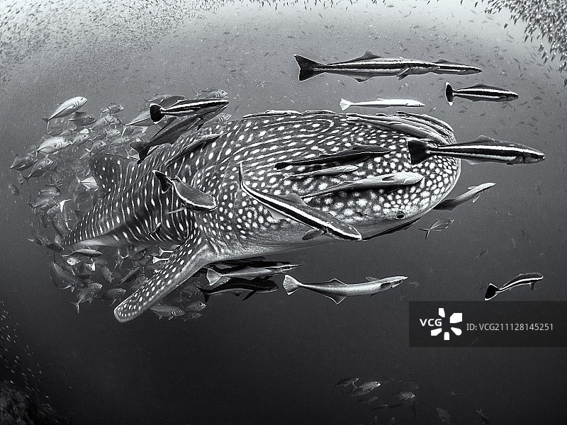 假如六是九图片素材