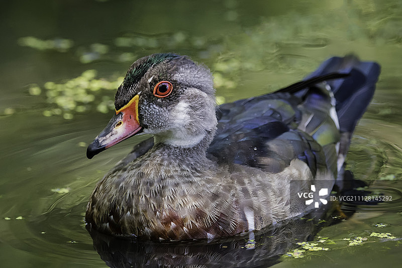 长大成人……图片素材
