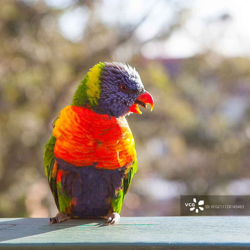 彩虹鹦鹉，后院鸟类图片素材