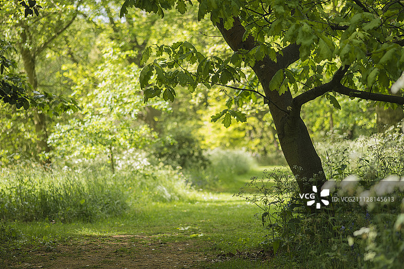 英格兰森林的清新浅景深景观图片素材