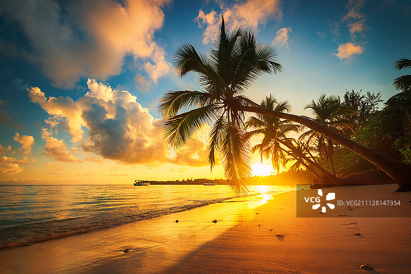 蓬塔卡纳的棕榈树和热带海滩，多米尼加共和国图片素材