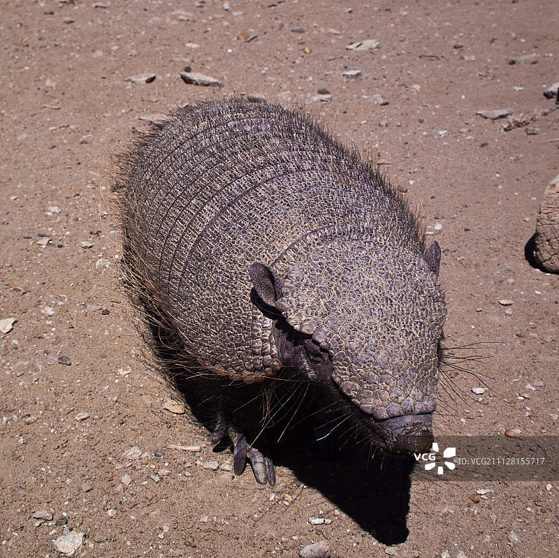 毛茸茸的犰狳图片素材