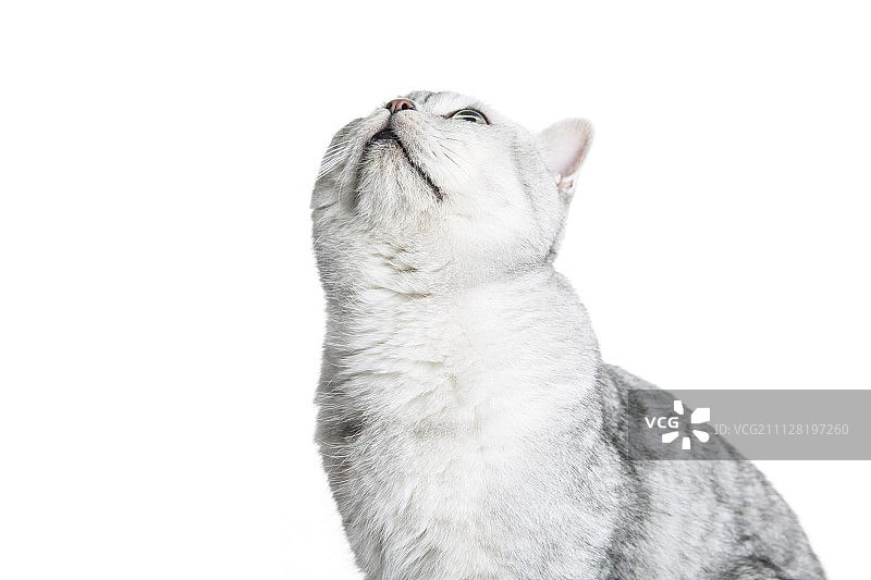 棚拍可爱的猫咪图片素材