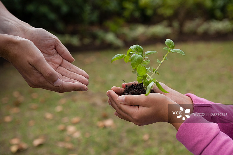 母亲和女儿在花园里拿着树苗的特写图片素材