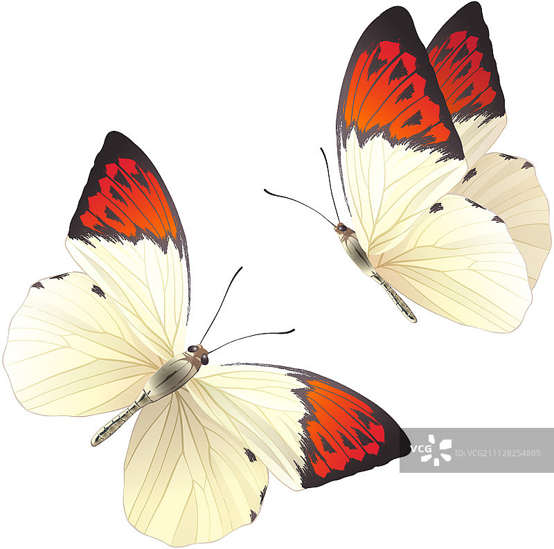 蝴蝶图片素材