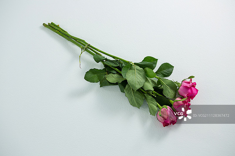 白色背景下的粉色玫瑰特写图片素材