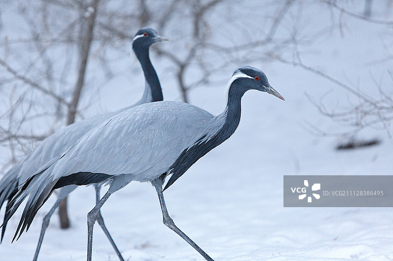 吉林省长白山雪景图片素材