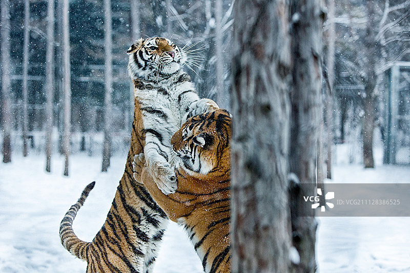 吉林省长白山雪景图片素材