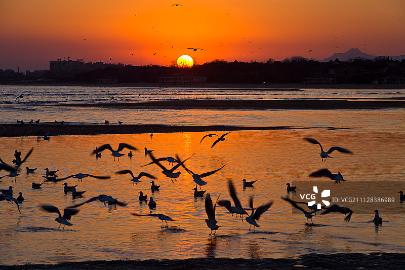 河北省秦皇岛北戴河海鸥图片素材