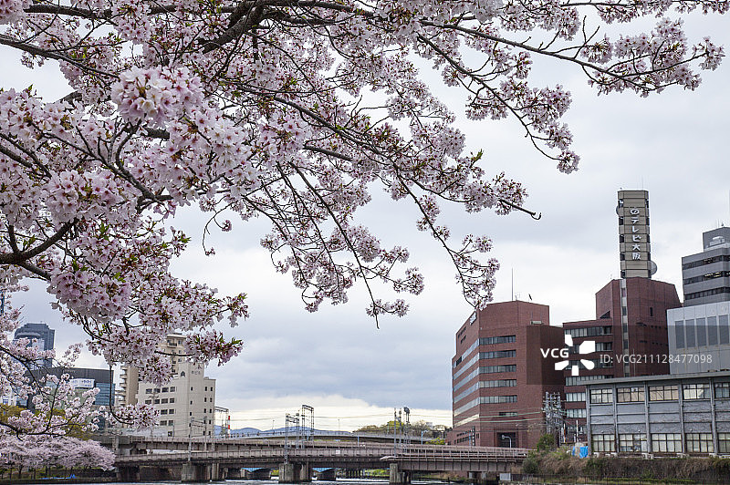 建筑,樱花,花图片素材