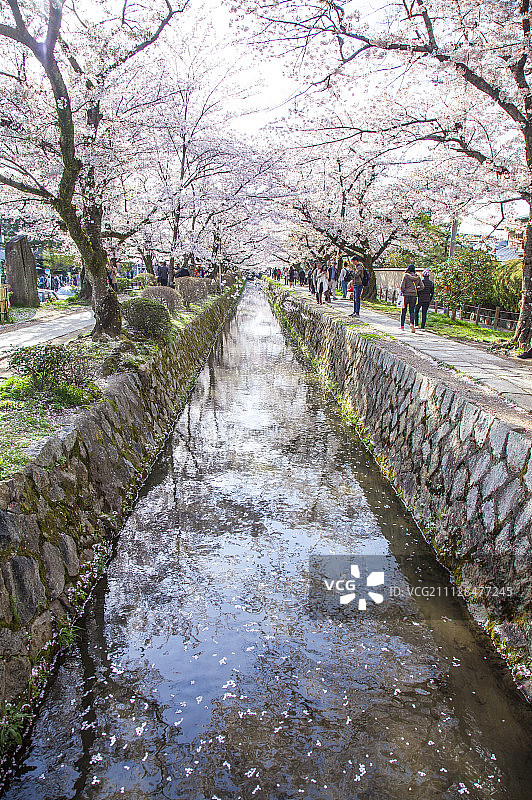 樱花,花,溪流图片素材