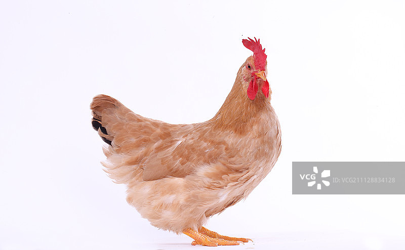 鸡图片素材
