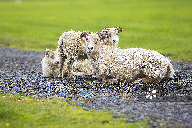 绵羊,动物图片素材
