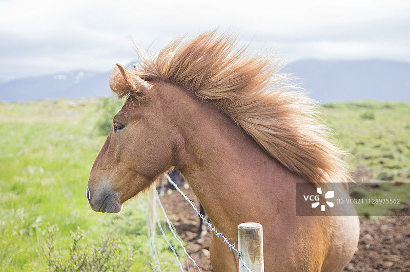 马,动物图片素材