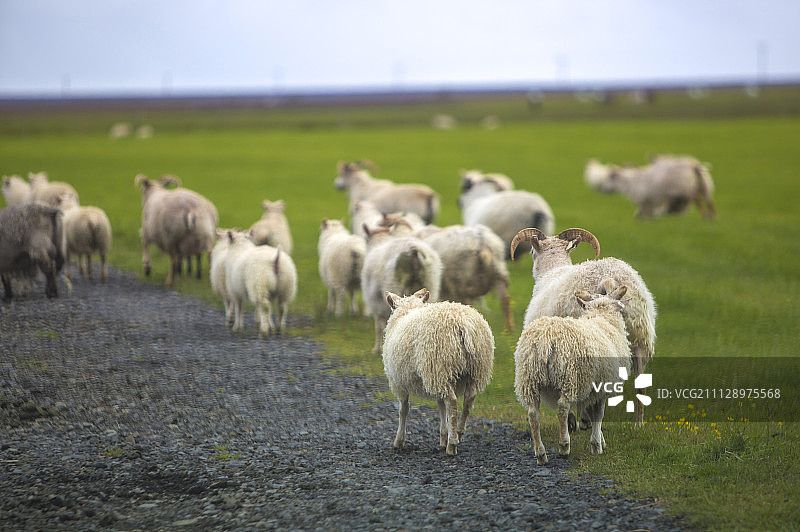 绵羊,动物图片素材